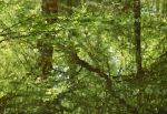 Reflections, New Forest