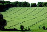 Rolling Field