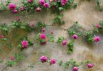 Rose Wall