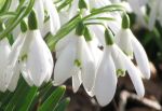 Snowdrops III