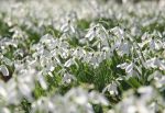 Snowdrops II