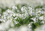 Snowdrops