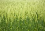 Spring Barley III