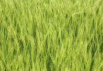 Spring Barley II