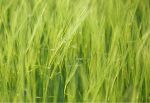 Spring Barley