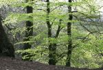 Spring Beeches