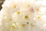 Spring Blossom