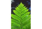 Spring Fern