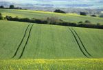 Spring Field