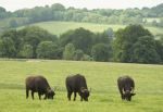 Summer Buffalo