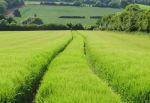 Summer Field