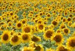 Sunflower Field