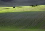 Sunlit Field