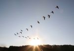 Sunset Formation