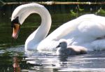Swan & Cygnet II