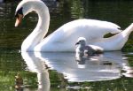 Swan & Cygnet, Test