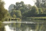 Swans on the Test