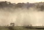 Test Horse in Mist