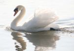 Test Swan