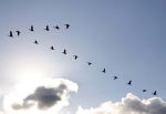 The Formation