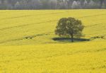 The Lone Oak