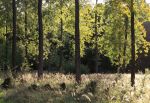 The Summer Glade