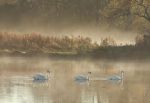Three Autumn Swans