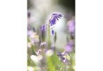 Vivid Bluebell