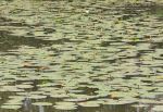 Waterlillies III