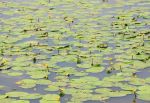 Waterlillies II