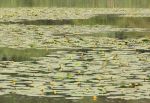 Waterlillies I