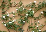 White Roses