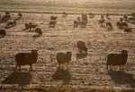 Winter Sheep