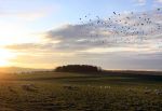Winter fields