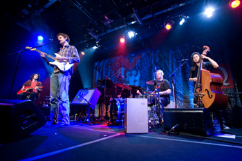 Guillemots  