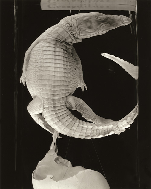 Crocodilus