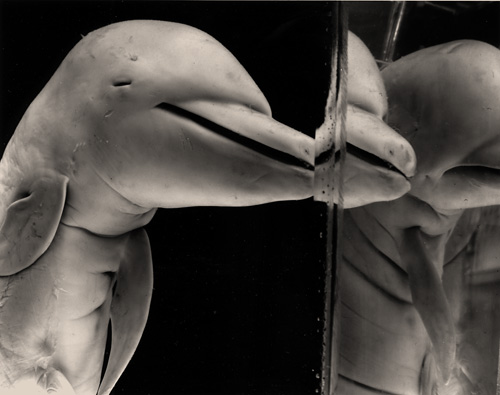 Delphinus II