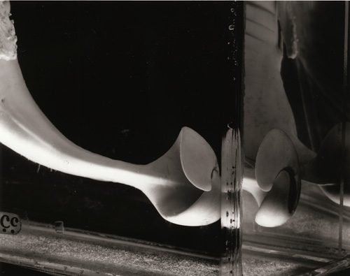 Delphinus III
