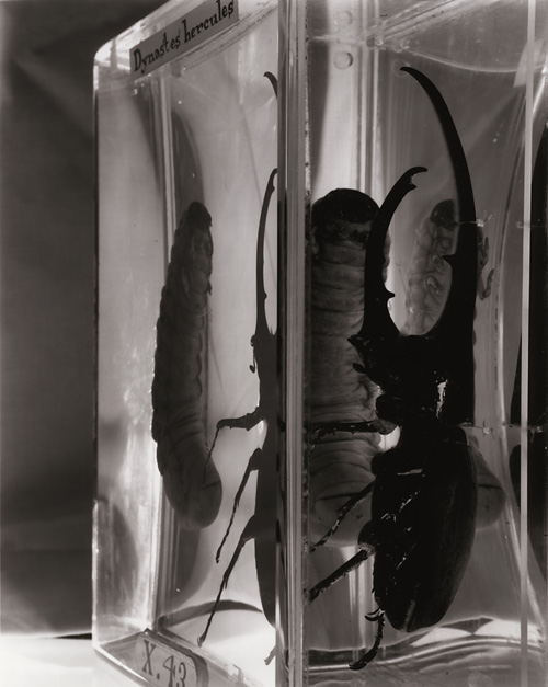 Dynastes Hercules