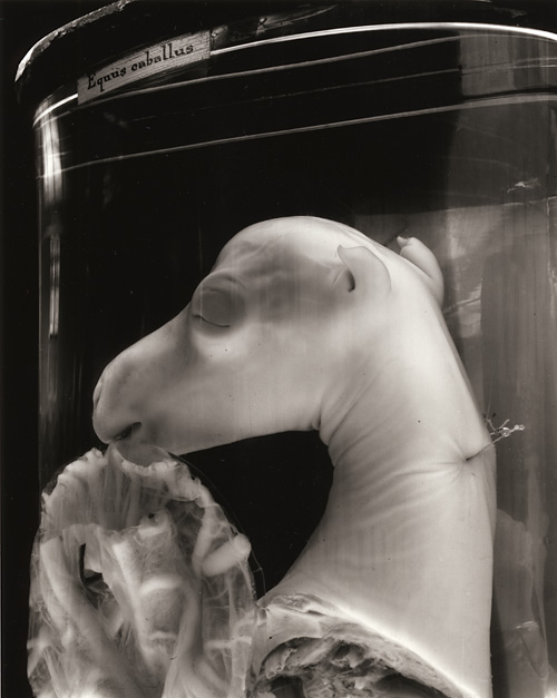 Equuss Caballus
