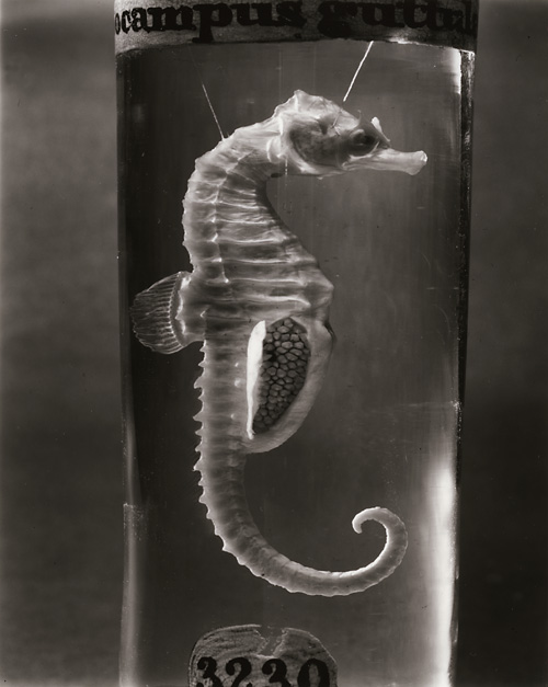 Hippocampus Guttulatus