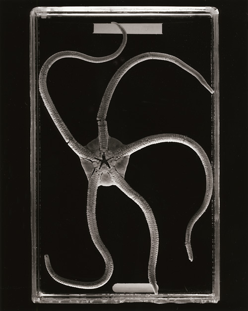 Ophiura