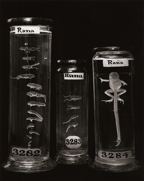 Rana I