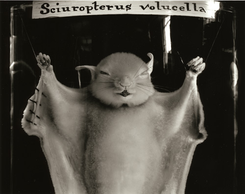 Sciuropterus Volucella