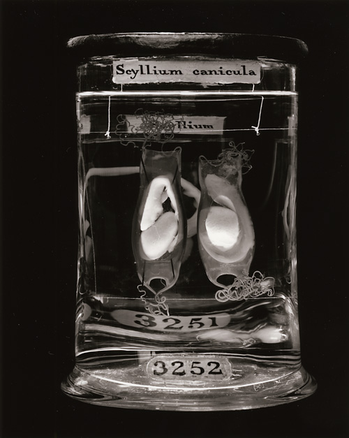 Scyllium Canicula