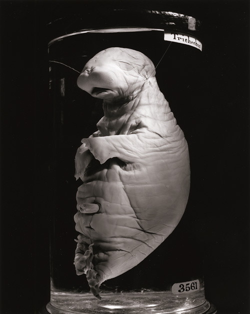 Trichechus