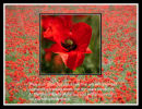 Poppy field