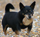 Jake with Stone