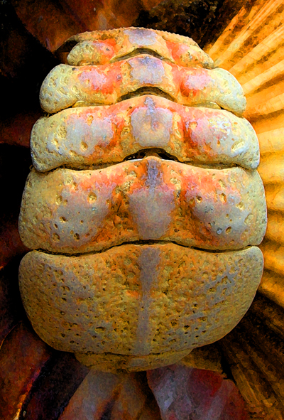 Decapod