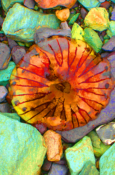 Jellyfish